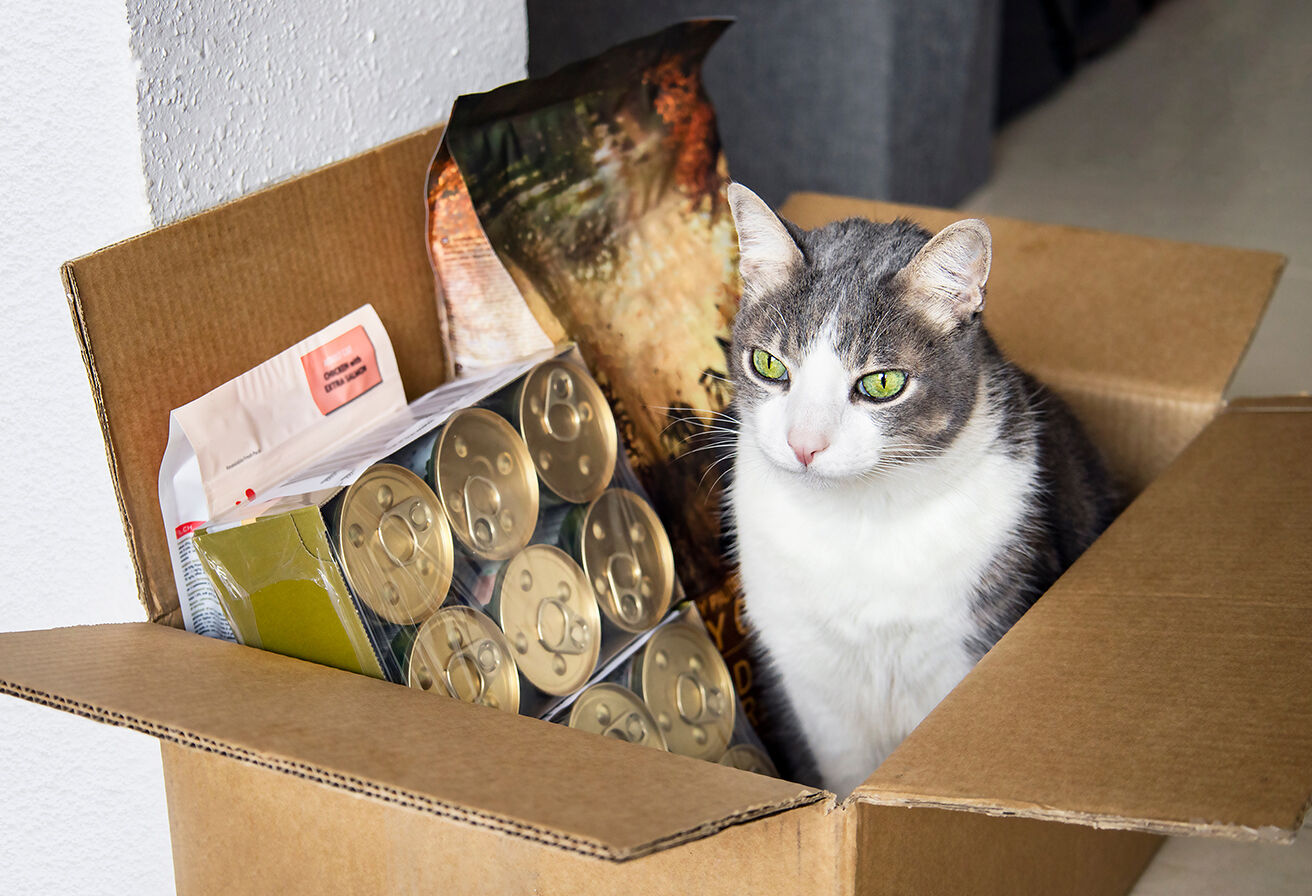 cat inside box with case of cans